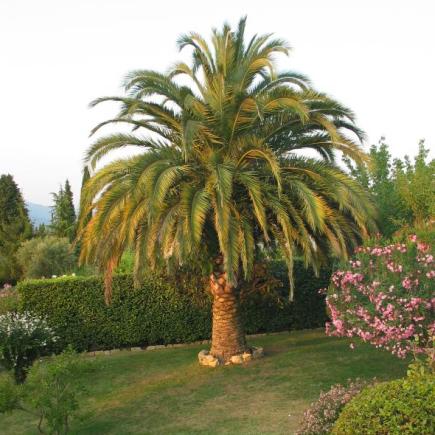 Cote D'azur Rouretben-VCote D'azur. Rouret. Kerti pálmafa.
