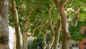 Toszkana. Lucca egyik terét hűsítő fák.
