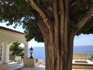 Mimicei temető gyönyörű öreg fája őrzi a bejáratot.