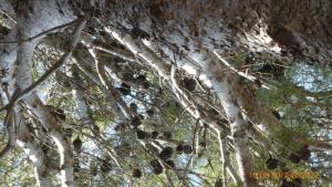 Dalmát tengerparti fák, Mimicenél.