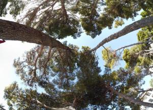 Mimicei tengeri strand hűsítő  fái.